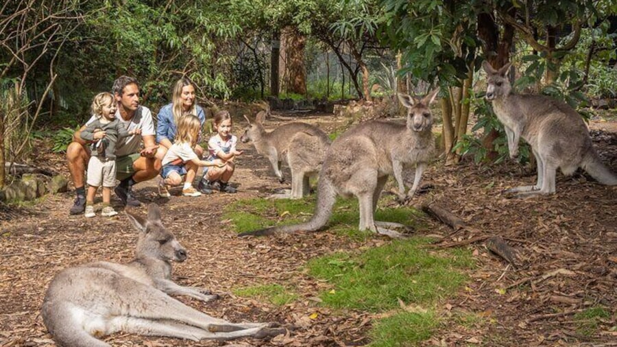 Tour from Eden to Merimbula Wetlands Wildlife and Coastline
