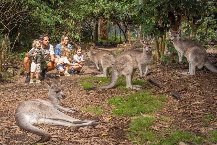 Tour from Eden to Merimbula Wetlands Wildlife and Coastline