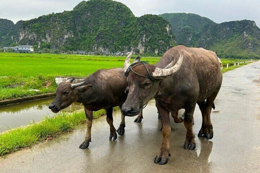 Journey Off the Beaten Path: Ninh Binh Hidden Gems by Motorbike