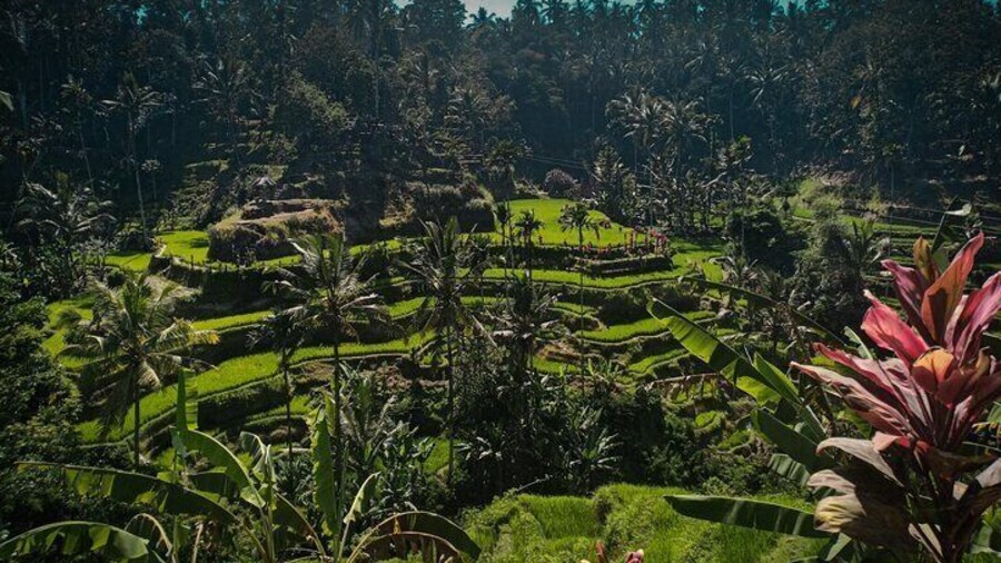Bali ,Tegallalang, Tirta Empul, Coffee, Lunch & Batur Hot Spring