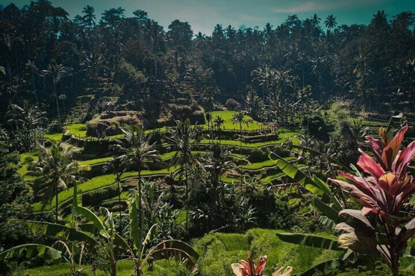 One Day Exploring Ubud with Local Guides