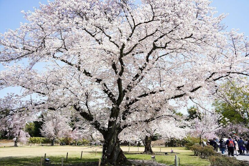 Kyoto Full Day Sightseeing Bus Tour from Osaka or Kyoto