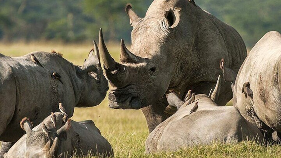 Solio Ranch Rhino Watch Safari Day Trip From Nairobi