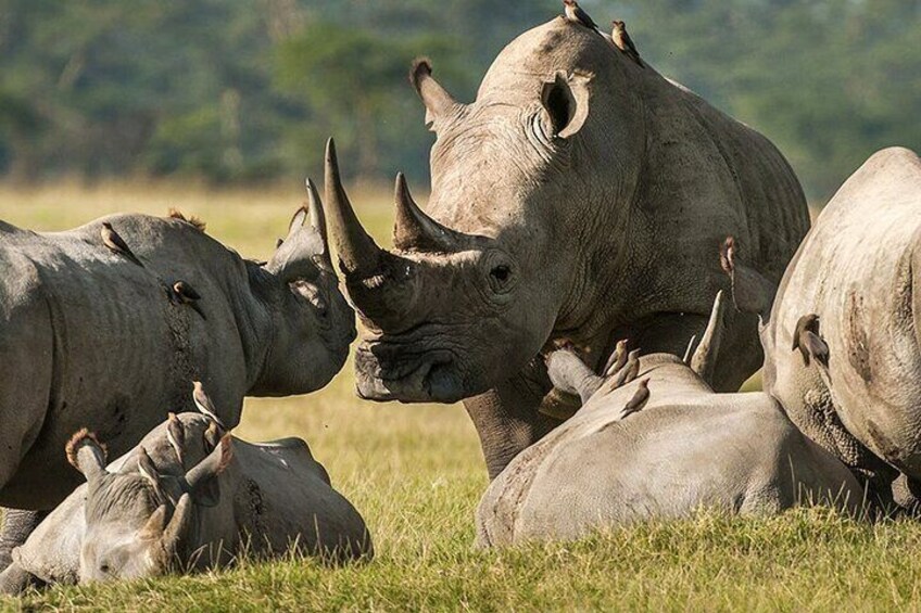 Solio Ranch Rhino Watch Safari Day Trip From Nairobi