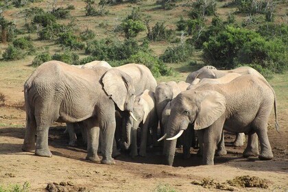Addo Elephant National Park Full Day Safari All-Inclusive
