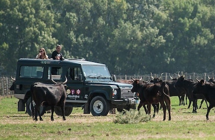 4x4 Safari Full Day with Meals (8h00)