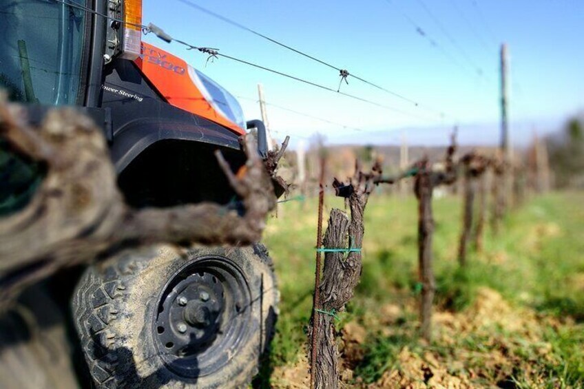 Montepulciano: A picnic with wine, surrounded by vineyards