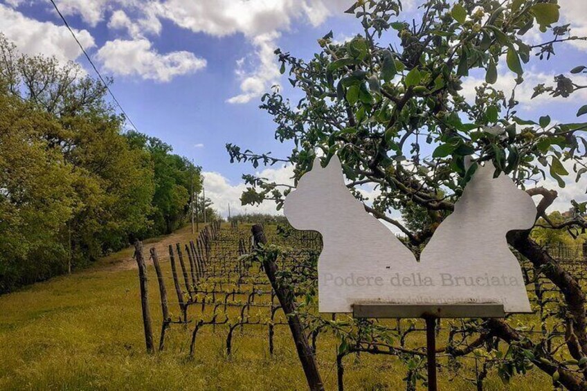 Montepulciano: A picnic with wine, surrounded by vineyards