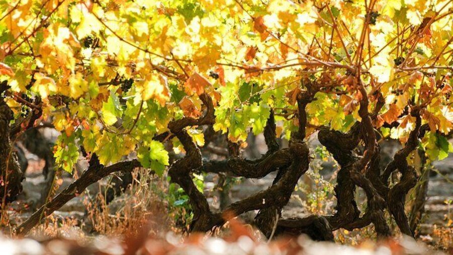 "Premium Wine Tour" Viña Cousiño Macul Oficial portugués