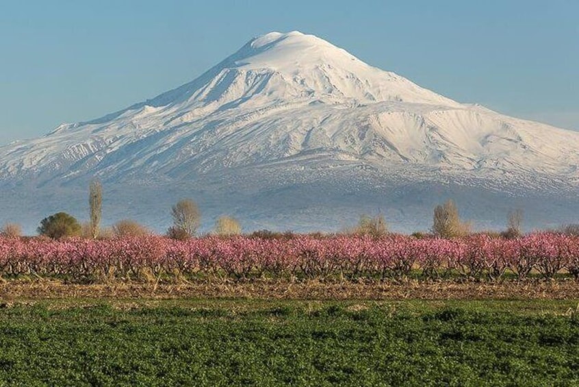 Ararat and the blooming apricots 