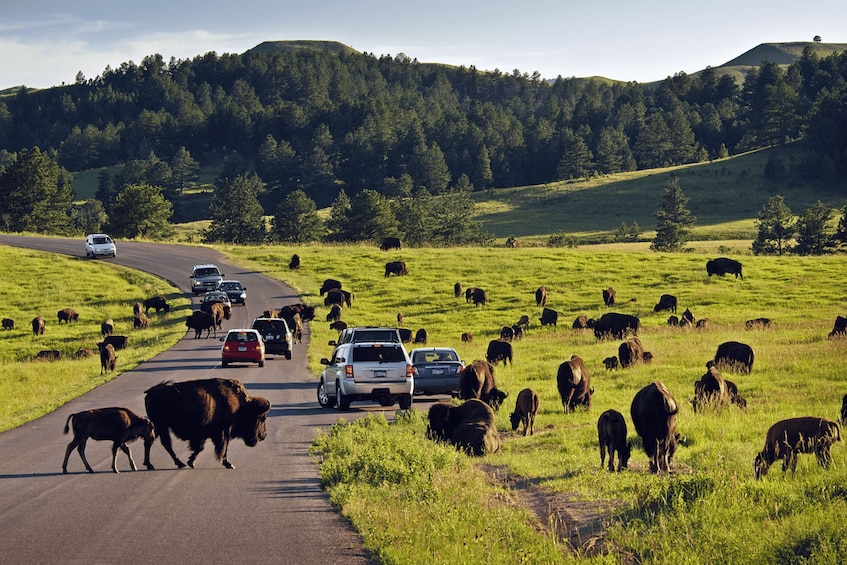 Picture 7 for Activity From Rapid City: Wildlife Loop Tour