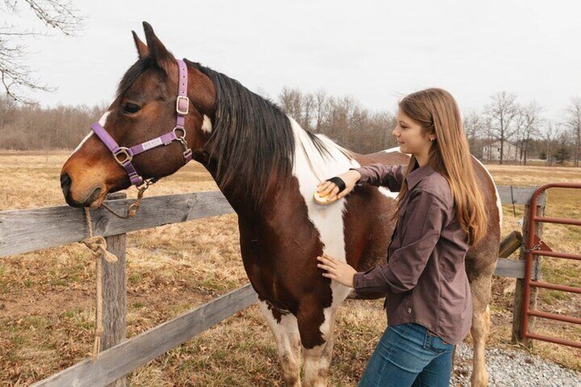 Hands On Horse Relaxation and Connection Experience