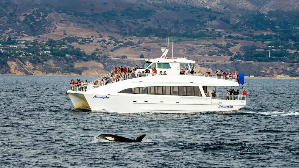 Long Beach: Whale and Dolphin Watching Cruise