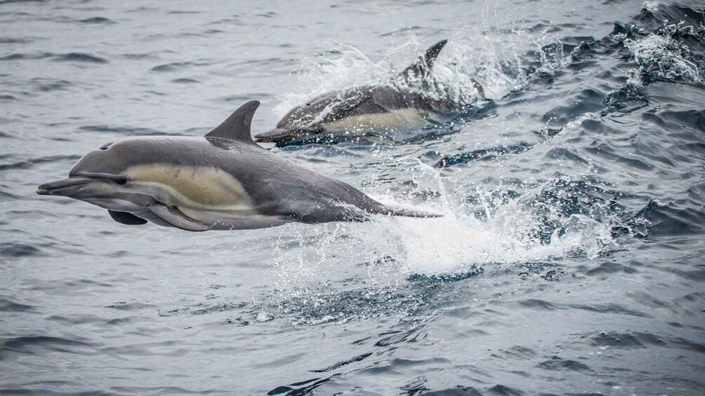 Picture 1 for Activity Long Beach: Whale and Dolphin Watching Cruise