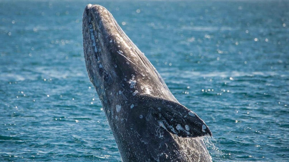 Picture 9 for Activity Long Beach: Whale and Dolphin Watching Cruise