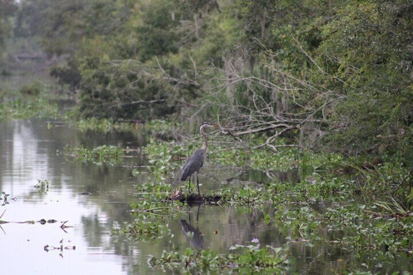 Covered Boat Swamp Tour with Transportation from New Orleans