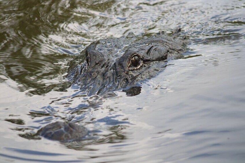 Covered Boat Swamp Tour with Transportation from New Orleans