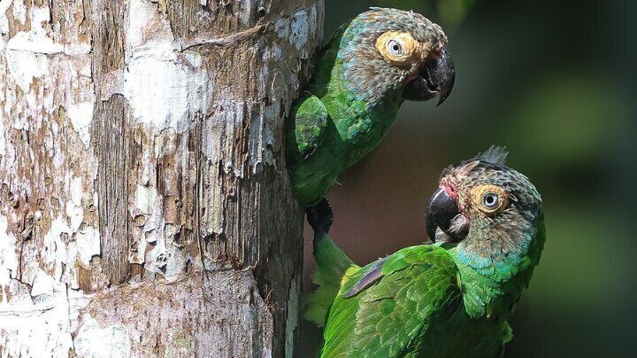 6 Day All Inclusive Andes to Amazon Tour