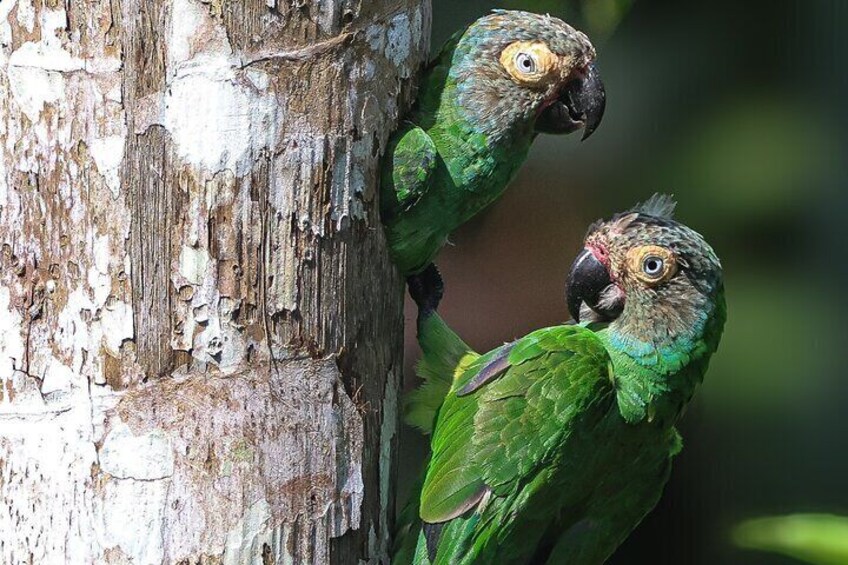 6 Day All Inclusive Andes to Amazon Tour