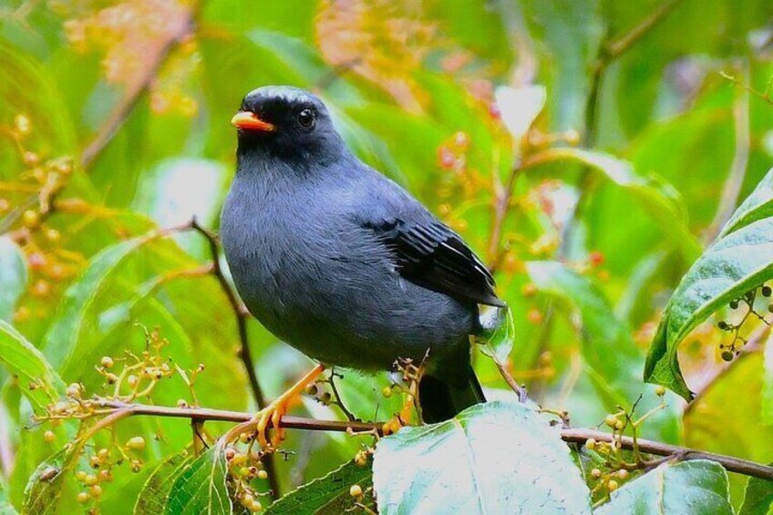 Experience the Adventure Explore the Monteverde Cloud Forest