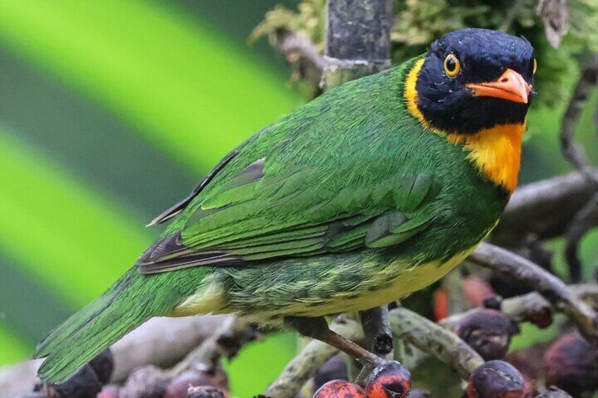  10 Days Birding Photo tour from Andes to Amazon of Ecuador 