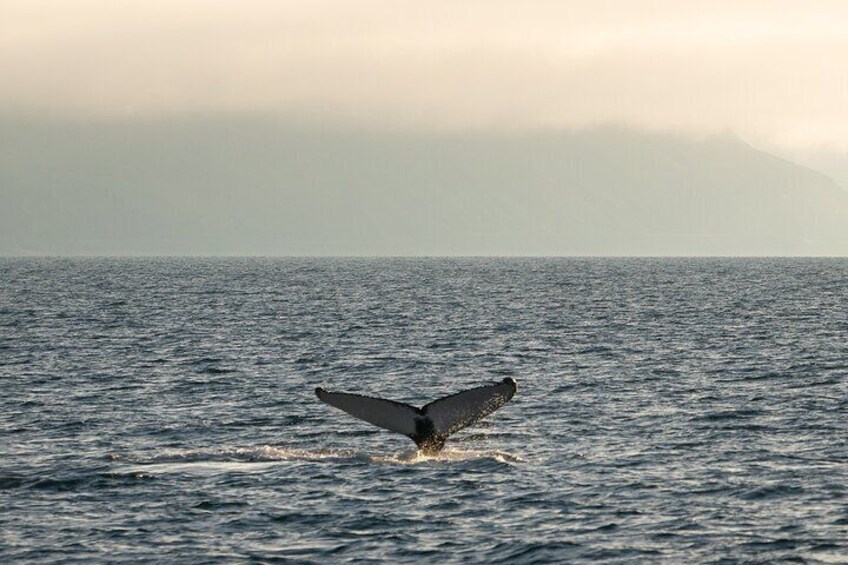 Westfjords whale watching with Sjóferðir