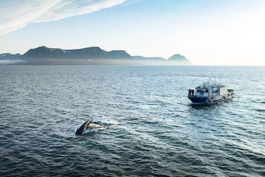 Westfjords whale watching with Sjóferðir