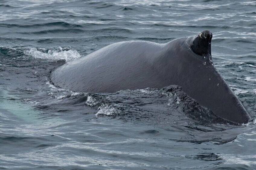 Westfjords whale watching with Sjóferðir
