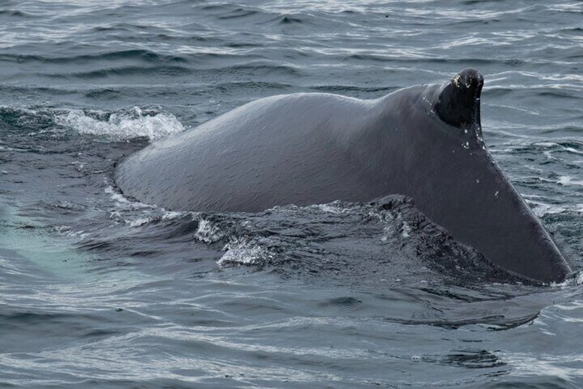 Westfjords whale watching with Sjóferðir