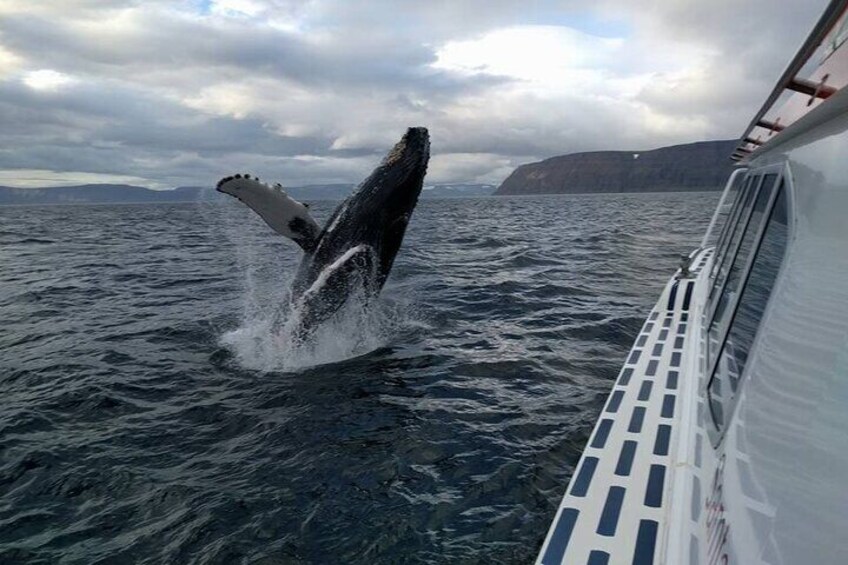 Westfjords whale watching with Sjóferðir
