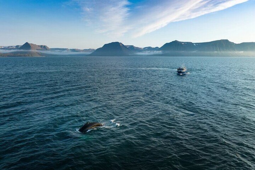 Westfjords whale watching with Sjóferðir