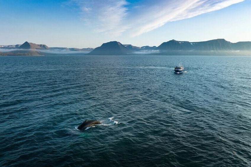 Westfjords whale watching with Sjóferðir