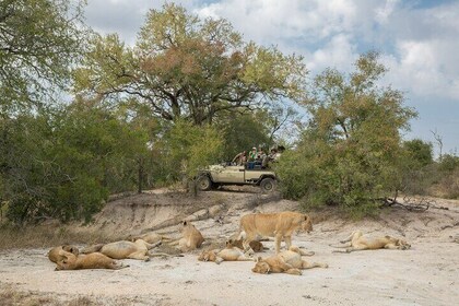 3 Day Kruger Safari Fly-in From Johannesburg