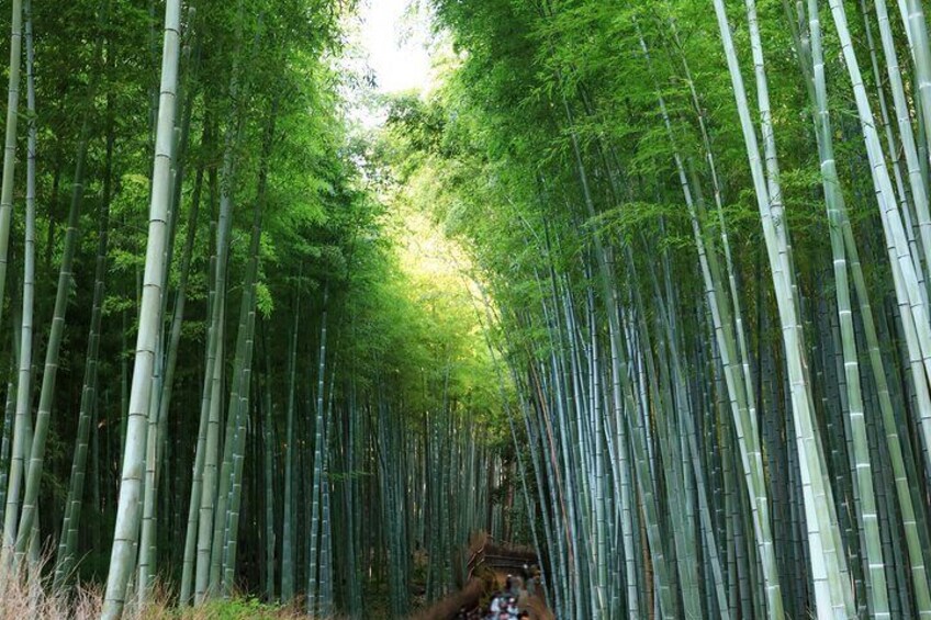 Kyoto One Day Sightseeing Bus Tour from Osaka or Kyoto