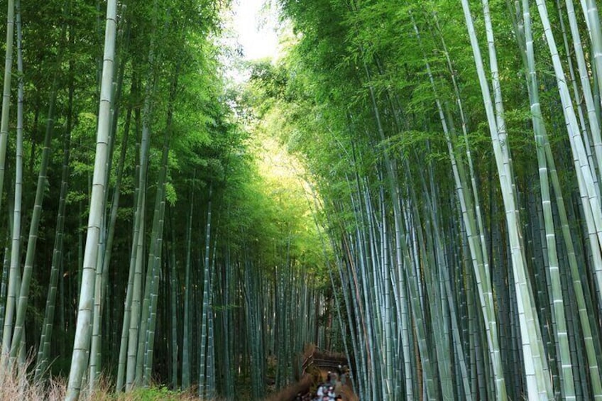 Kyoto One Day Sightseeing Bus Tour from Osaka or Kyoto