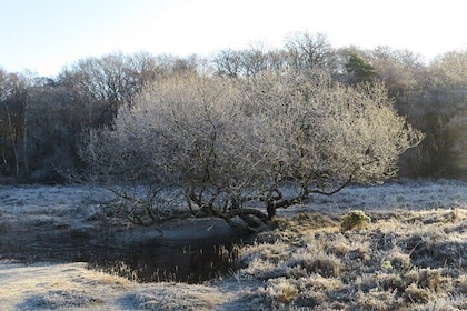 2 Hour Shared Family Walking Tour in Whitefield Moor