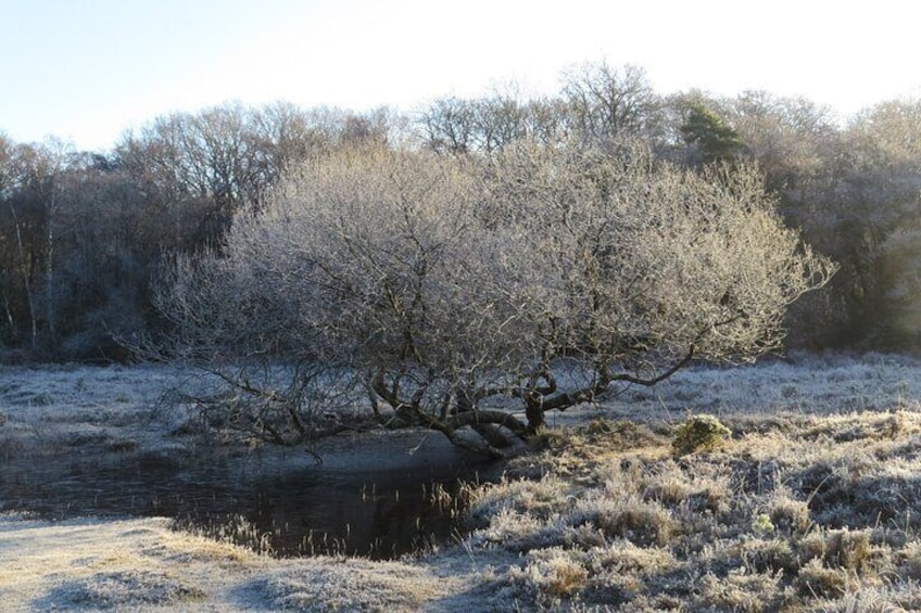  2 Hour Shared Family Walking Tour in Whitefield Moor