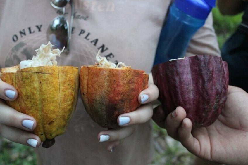 Different types of cocoa