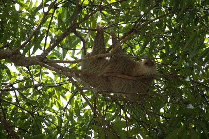 Two-Toed Sloth