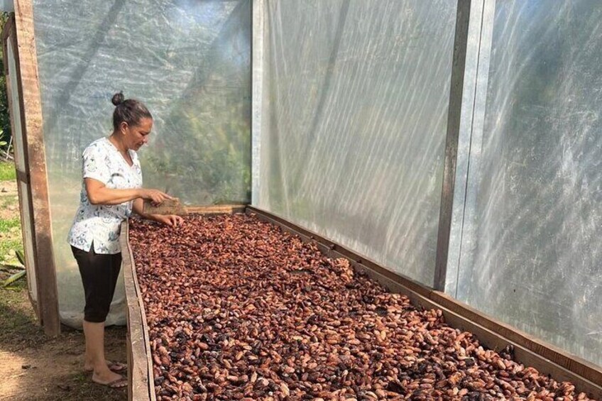 Solar cocoa beans Dryer