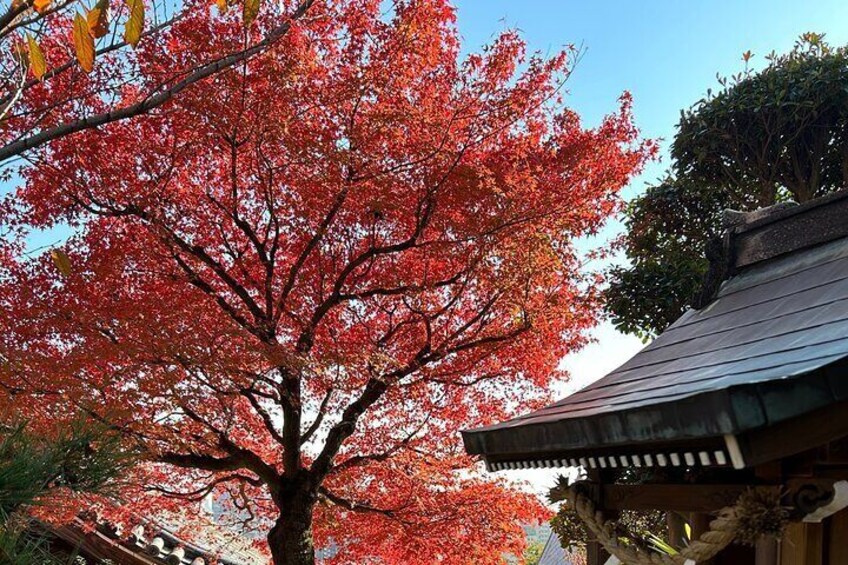 Private Car Tour from Kyoto to Osaka by Japanese Guide