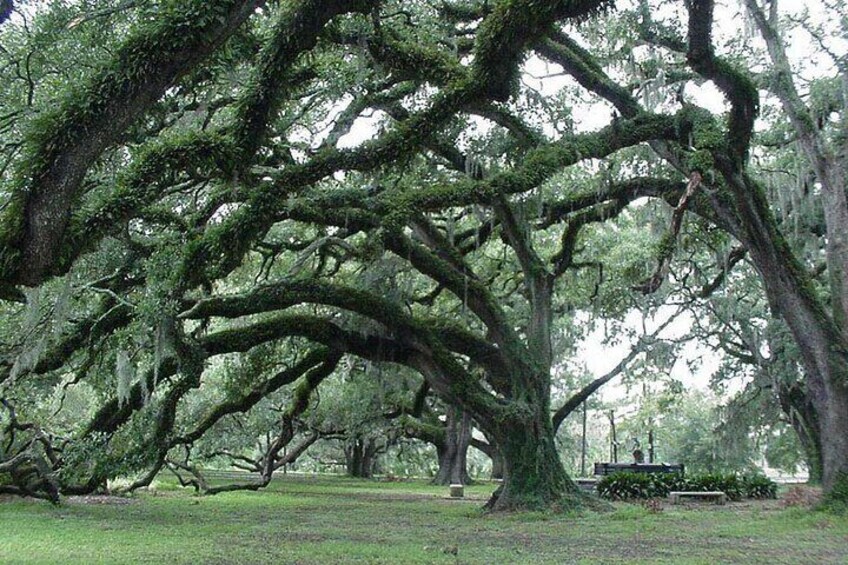 Private New Orleans City and Cemetery Bus Tour Up to 24 People