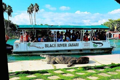 Black River Safari YS Falls Lunch Classic Combo From Montego Bay