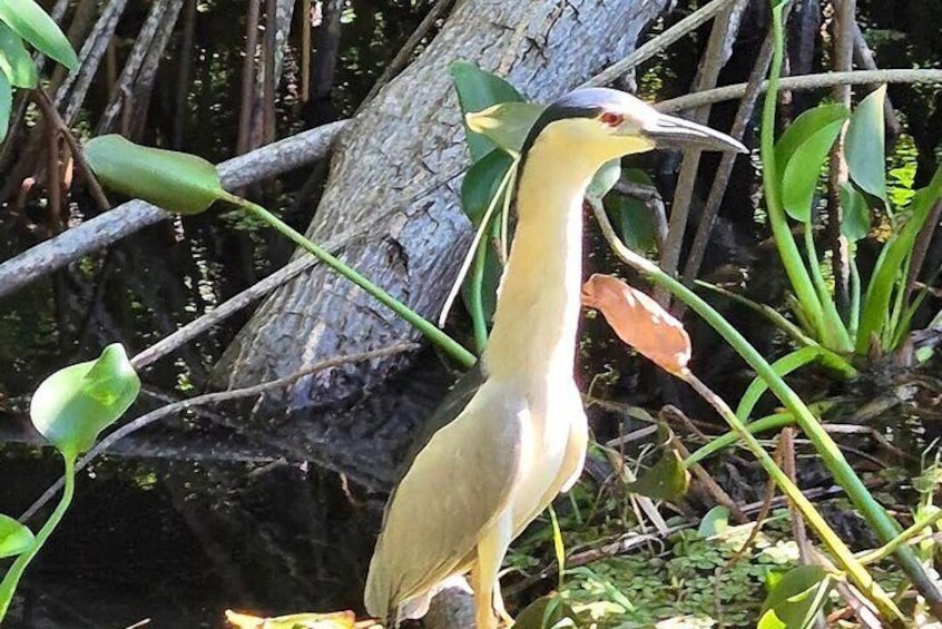 Black River Safari YS Falls Lunch Classic Combo From Montego Bay