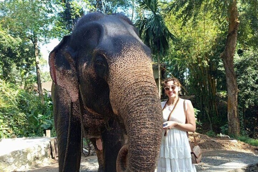 From Colombo: Kandy and Pinnawala Full-Day Trip