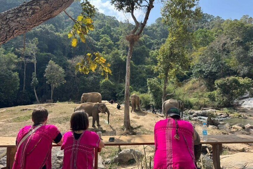 Elephant Watching and Thai Cooking Class with Waterfall