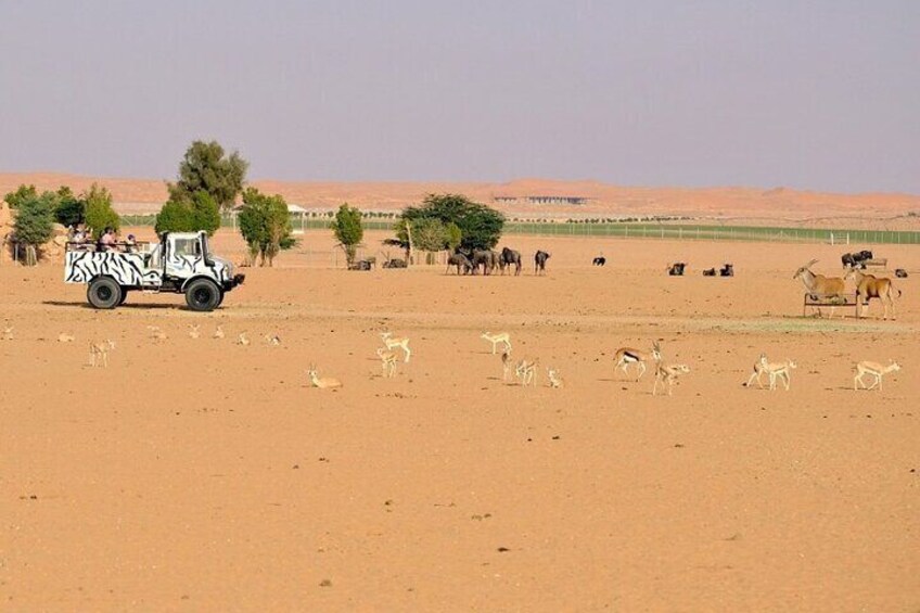 An Exciting Adventure on an Open Safari Vehicle at Nova Park