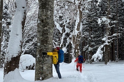 EN/CN Guided Snowshoeing and Snow Monkey Tour in Nagano