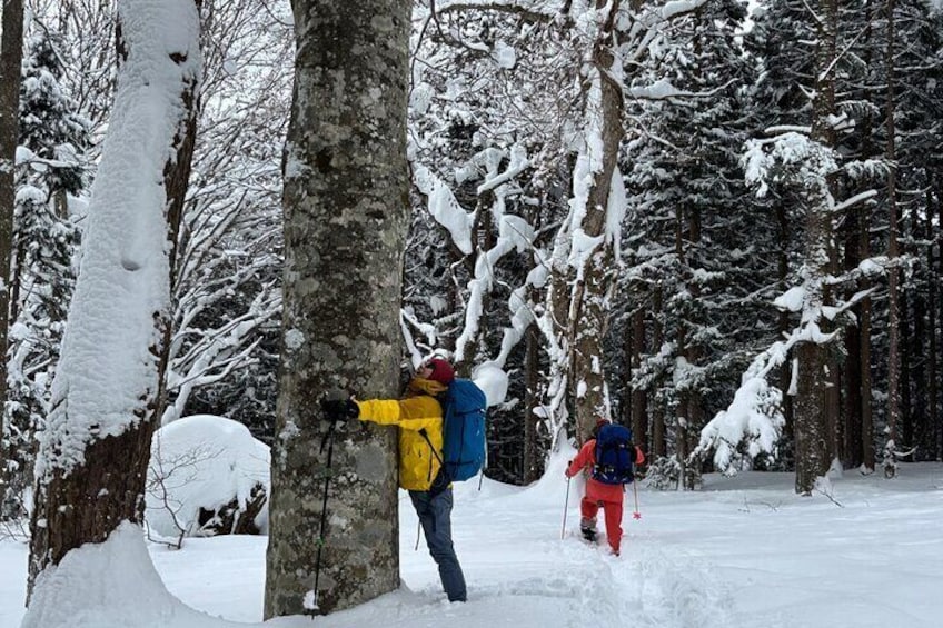 EN/CN Guided Snowshoeing and Snow Monkey Tour in Nagano