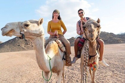 Camel Riding Adventure in the Forest and River - Agadir